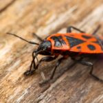 Bedbug Extermination