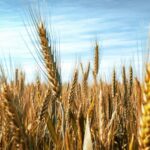 organic agricultural supplies