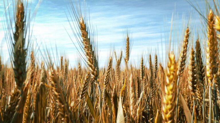 organic agricultural supplies