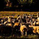 supplier of livestock feed