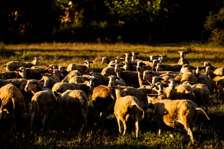 supplier of livestock feed
