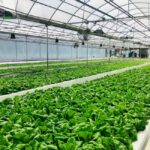 aquaponics kit