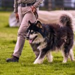 犬のしつけ教室