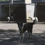 pet boarding facility