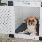 seguro para mascotas