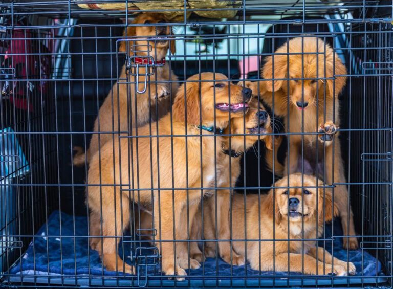 criador cachorros cerca