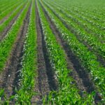 crop insurance