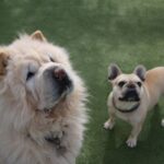 犬の保育園