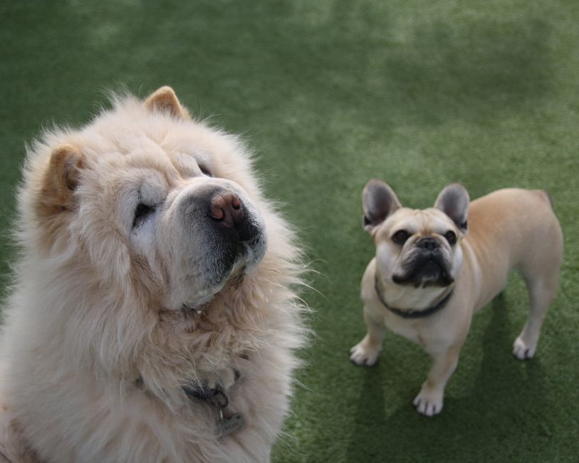 犬の保育園