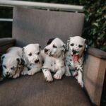 犬の保育園